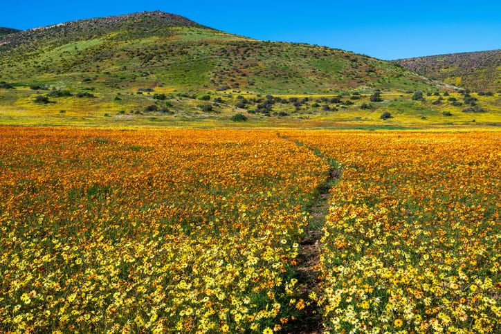 Voyage sur-mesure, L'Afrique du Sud hors sentiers battus, du Namaqualand au Kgalagadi