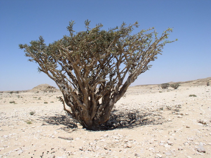 Voyage sur-mesure, La route de l'encens à Salalah