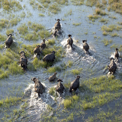 Safari camping authentique au Botswana en français