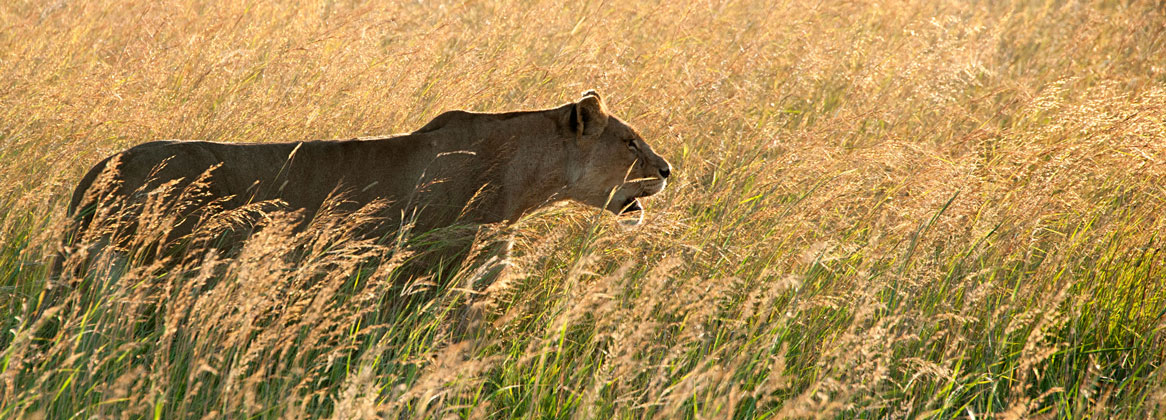 Autotour Zimbabwe: safaris et chutes Victoria