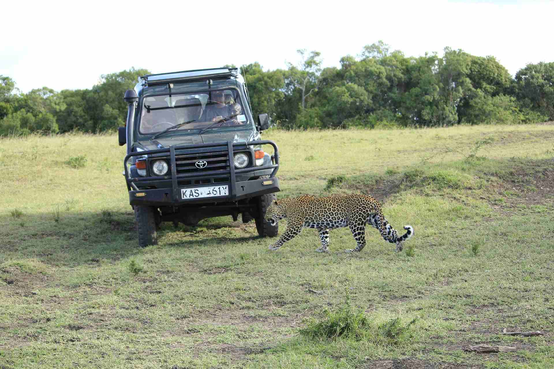 Voyage sur-mesure, Safari au Kenya en petit groupe