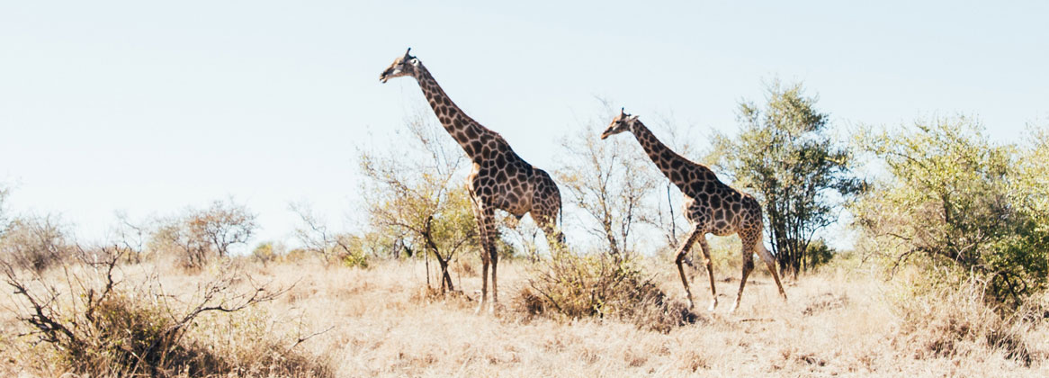 Afrique du Sud, safaris à pied et en 4x4 en réserve du Kruger
