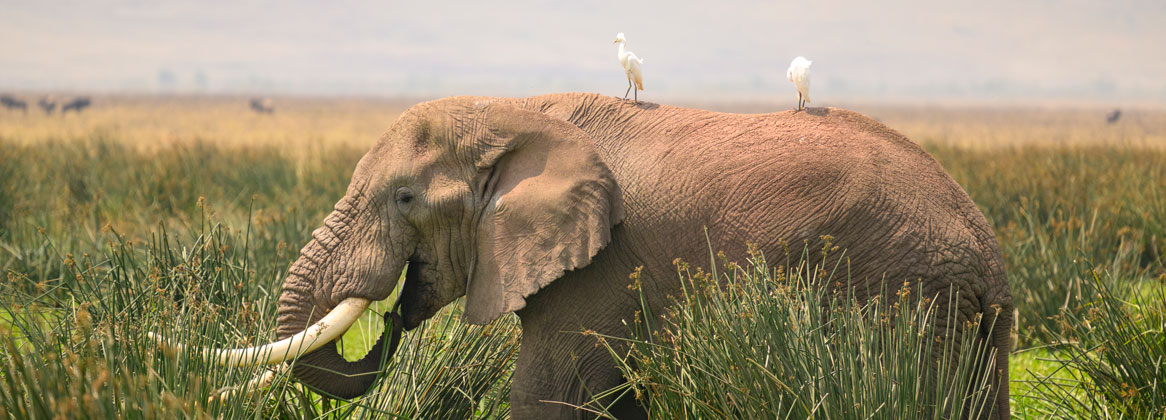 Safari de luxe en Tanzanie en avion de brousse