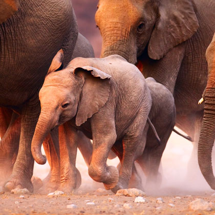 Un voyage en famille en Namibie
