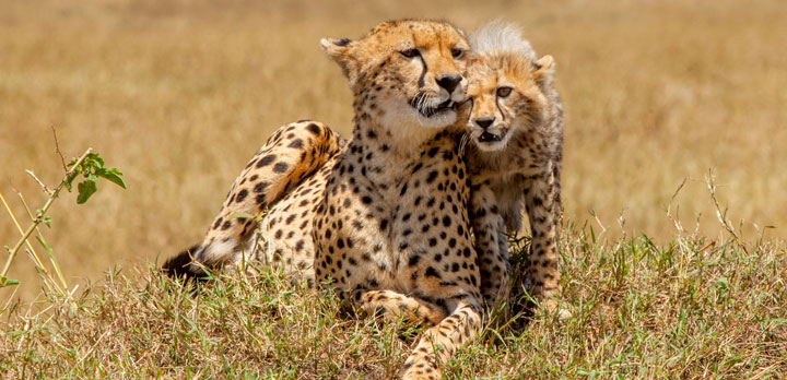 Des grands parcs du Kenya vers l'Océan indien