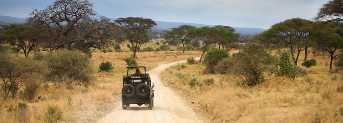 L'essentiel des parcs de Tanzanie en safari