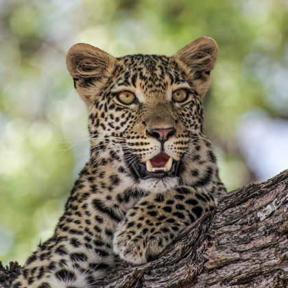 Safari à travers le parc de  Chobe, du Sud Luangwa et les chutes Victoria