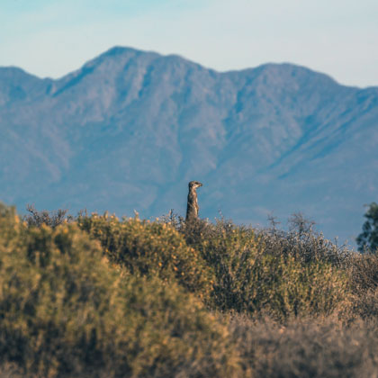 L'Afrique du Sud sans traitement: Paysages et animaux sauvages