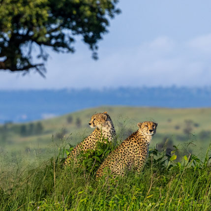 Voyage sur-mesure, Tanzanie du Sud et Zanzibar