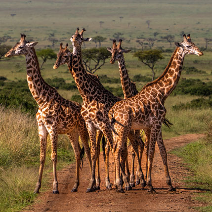 Voyage sur-mesure, Safari Tanzanie en avion & Rencontre avec des chimpanzés