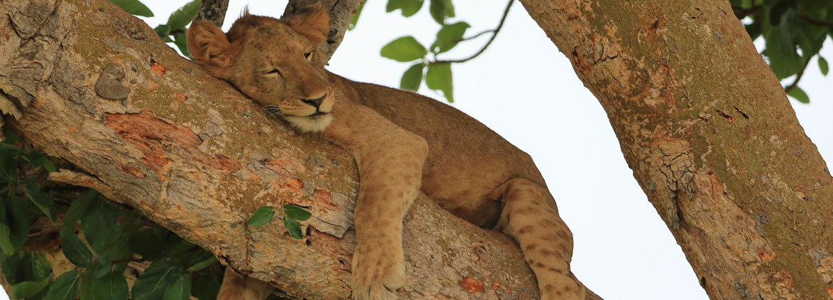 L'essentiel de l'Ouganda: Safaris, Rencontres avec les Gorilles et Chimpanzés