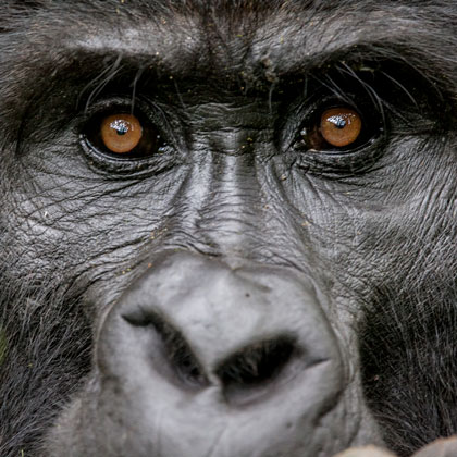 Voyage combiné Rwanda et Ouganda