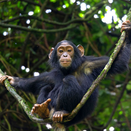 L'essentiel de l'Ouganda: Safaris, Rencontres avec les Gorilles et Chimpanzés