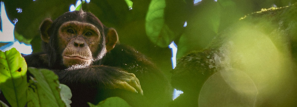 Voyage budget en Ouganda: safaris, primates & paysages