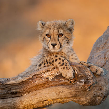 Voyage en famille en Afrique du Sud