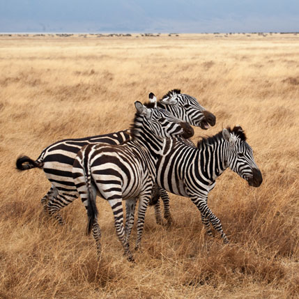 Voyage sur-mesure, Safari Tanzanie en petit groupe & séjour à Zanzibar