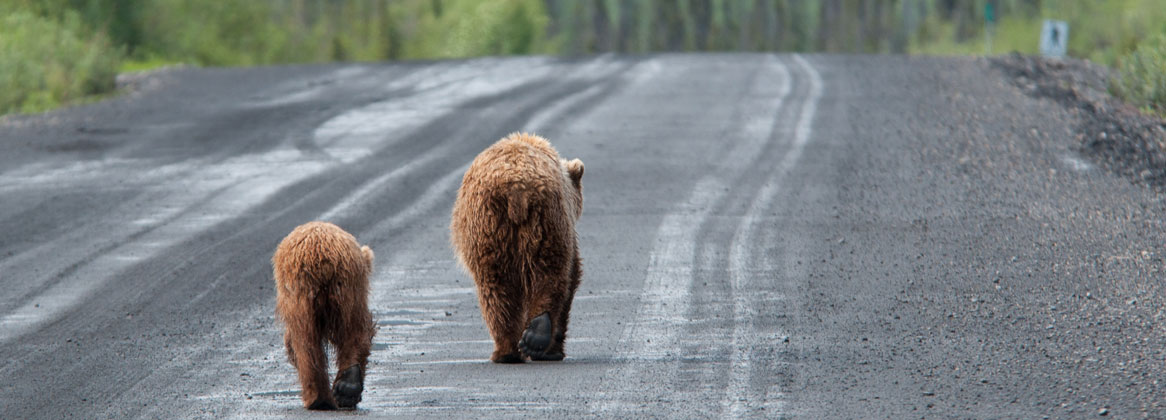 Road trip dans le grand Nord : Destination Yukon !