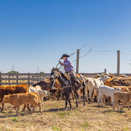 Voyage sur-mesure, Découverte du Texas et sa culture