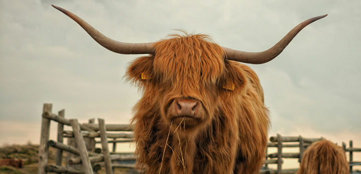 Voyage sur-mesure, Aller en Ecosse en voiture et en bateau