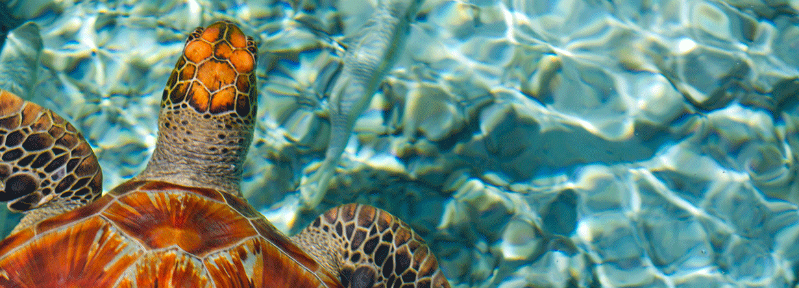 L'esprit Polynésien: voyage Tahiti & Mooréa, croisière à Tétiaroa