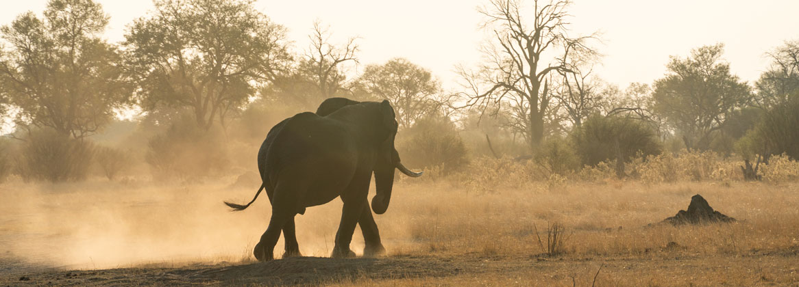 Safari camping authentique au Botswana en français