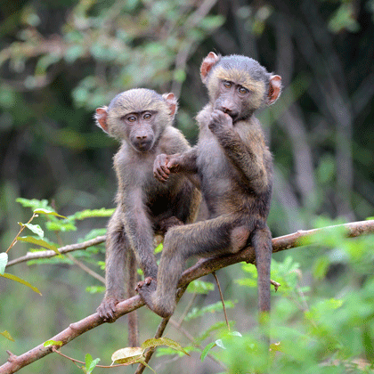 Voyage en famille au Rwanda