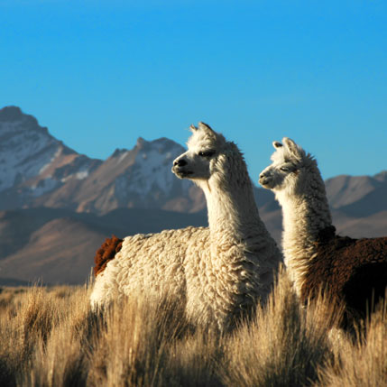 Voyage sur-mesure, Voyage Nord Andin – Chili, Argentine & Bolivie
