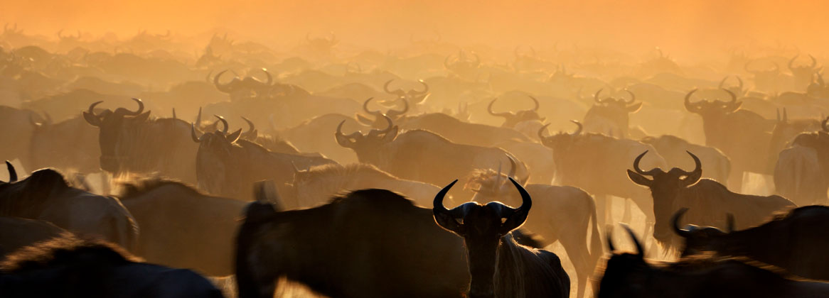 Safari Grande Migration en Tanzanie et Zanzibar