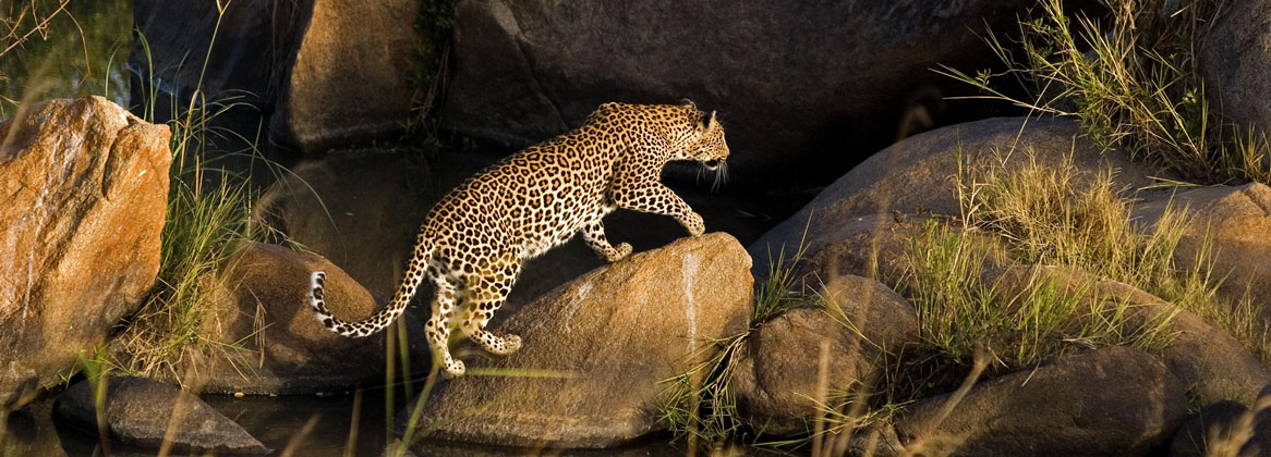 Randonnée dans le Drakensberg et safari dans le bush