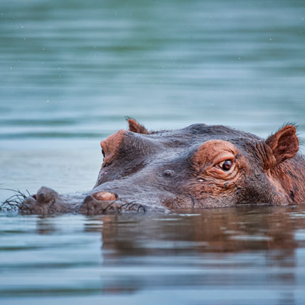 Voyage sur-mesure, La Tanzanie en safari en français du Nord au Sud