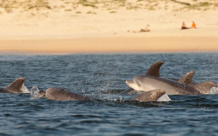 Voyage sur-mesure, Le Portugal en famille : Lisbonne et observation des dauphins