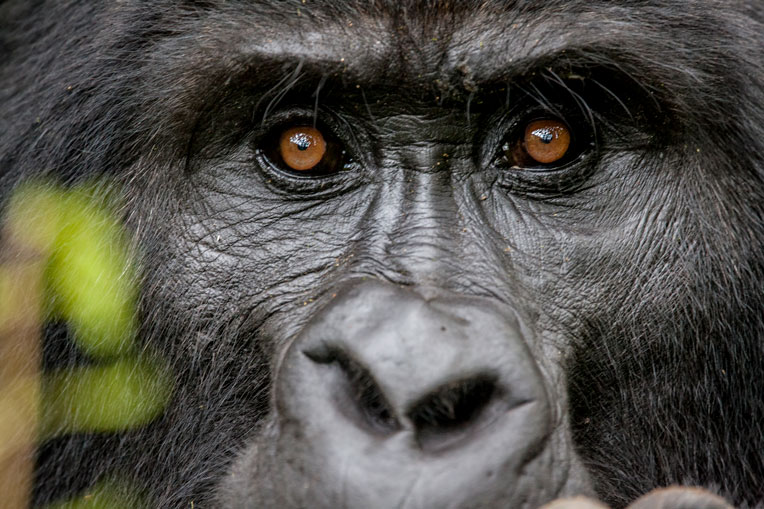 Voyage combiné Rwanda et Ouganda