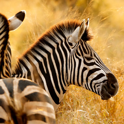 Voyage de noces en Afrique du Sud