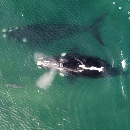 Observation respectueuse des baleines en Afrique du Sud