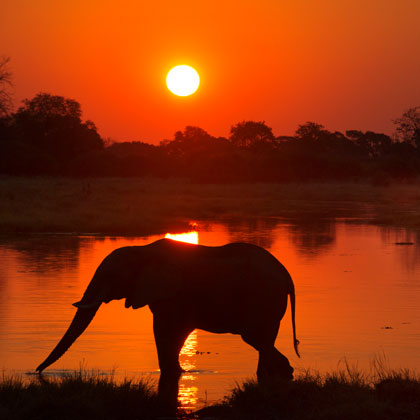 Safari en famille au Botswana et aux chutes Victoria