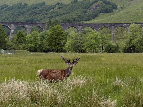 glennfinnan-misterfarmer on Pixabay 500.jpg