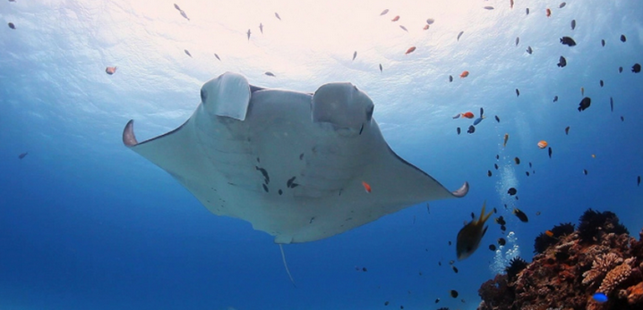 Manta ray Lady Elliot island Photo Credit Ben & Di