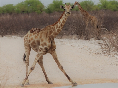 etosha - Patricia van den Berg on Pixabay 400.jpg