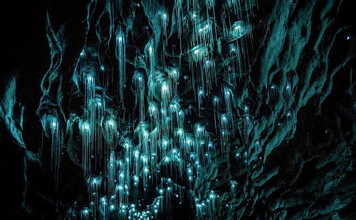 waitomo-caves.jpg