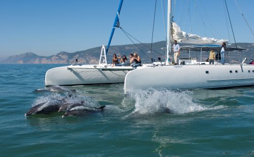 Sortie catamaran pour l'observation des dauphins