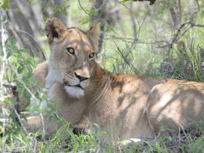 parc kruger lione Mich Logan on Pixabay 400x300.jpg