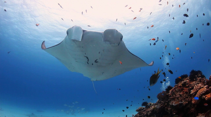 Manta ray Lady Elliot island Photo Credit Ben & Di