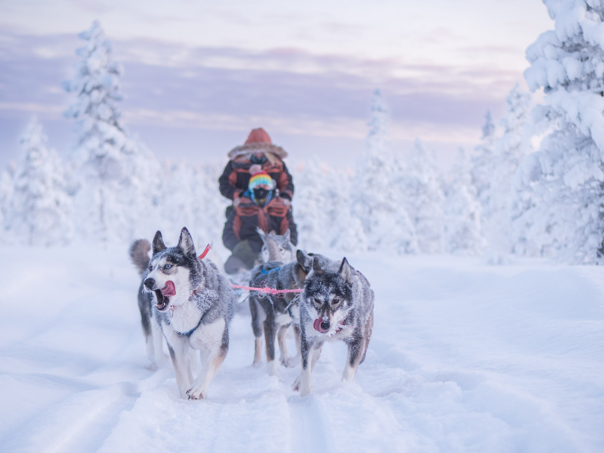 Sortie en traîneau à chiens .jpg