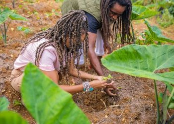 Découverte de la culture rastafari