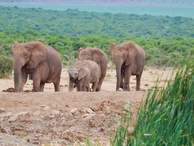 addo elephant Jacqueline Schmid on Pixabay 400x300.jpg