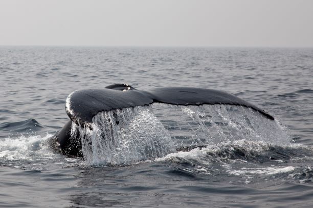 Humpback_tail redi.jpg