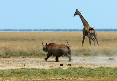 Namibie famille etosha.JPG