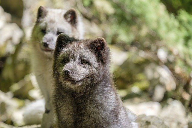 Arctic Fox Center