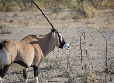 etosha oryx - Jürgen Bierlein on Pixabay 400.jpg